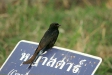 Black Drongo