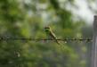 Chestnut-headed Bee-eater