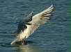 Black-headed Gull