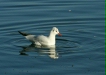 Black-headed Gull
