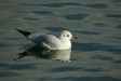 Black-headed Gull