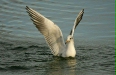 Black-headed Gull