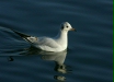 Black-headed Gull