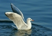 Black-headed Gull