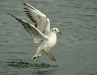 Black-headed Gull