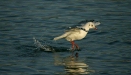 Black-headed Gull