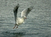 Black-headed Gull