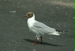Black-headed Gull