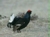 Black Grouse