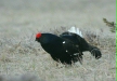 Black Grouse