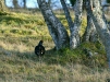 Black Grouse