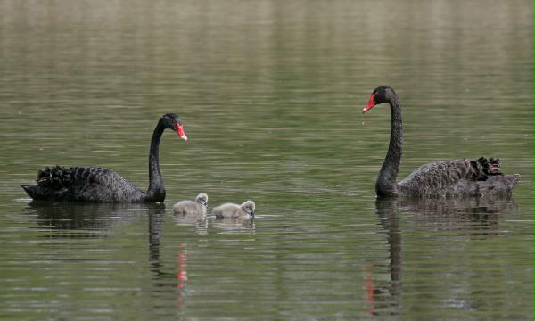 Black Swan <i>Cygnus atratus</i>