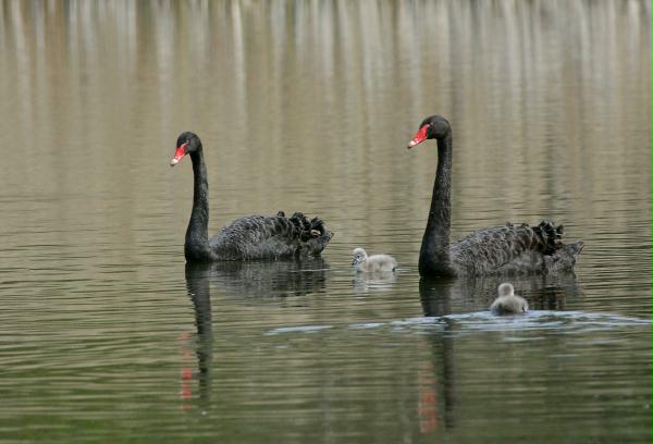Black Swan <i>Cygnus atratus</i>