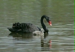 Black Swan