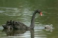 Black Swan
