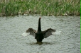 Black Swan