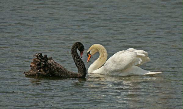 Black Swan vs Mute Swan