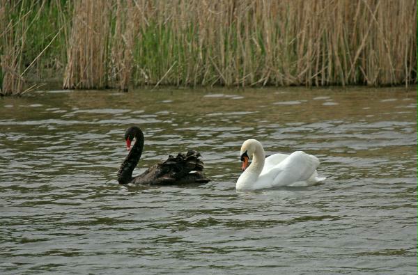 Black Swan vs Mute Swan