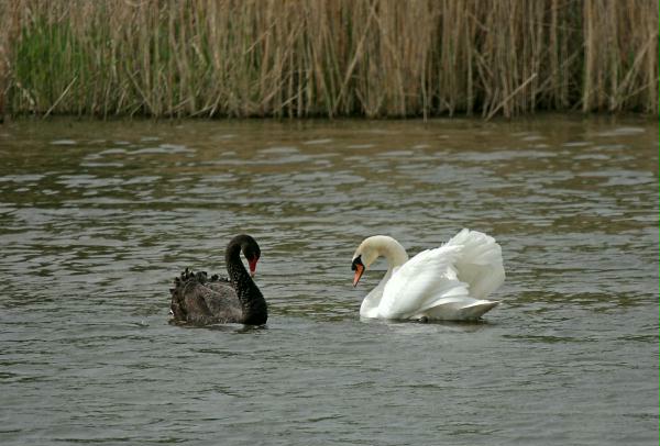 Black Swan vs Mute Swan