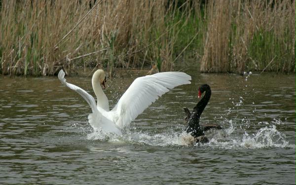 Black Swan vs Mute Swan