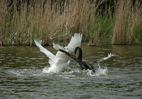 Black Swan vs Mute Swan