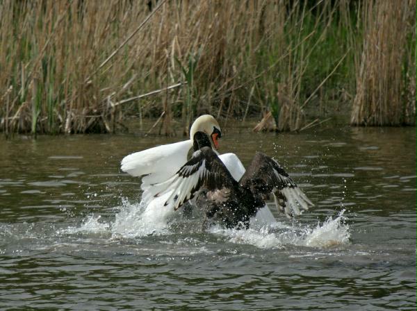 Black Swan vs Mute Swan