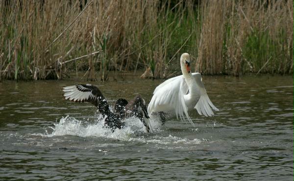 Black Swan vs Mute Swan