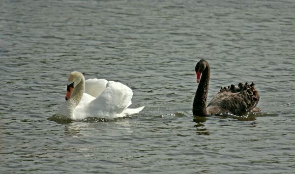 Black Swan vs Mute Swan