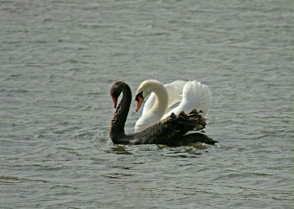 Black Swan vs Mute Swan