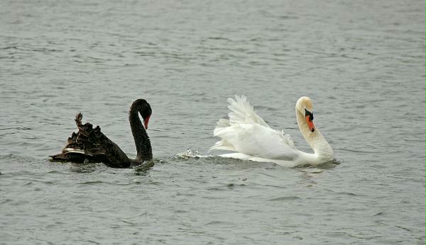 Black Swan vs Mute Swan