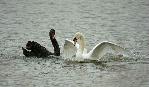 Black Swan vs Mute Swan