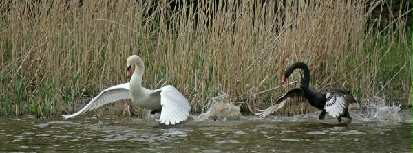 Black Swan vs Mute Swan