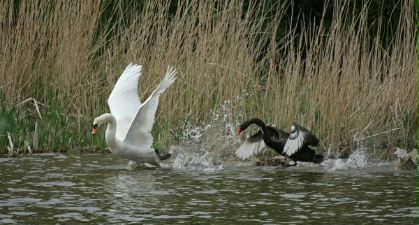 Black Swan vs Mute Swan