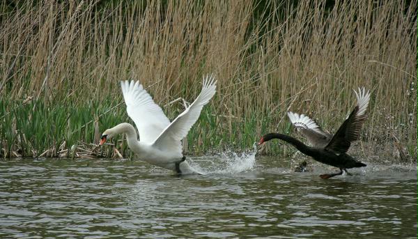 Black Swan vs Mute Swan