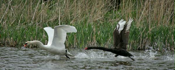 Black Swan vs Mute Swan