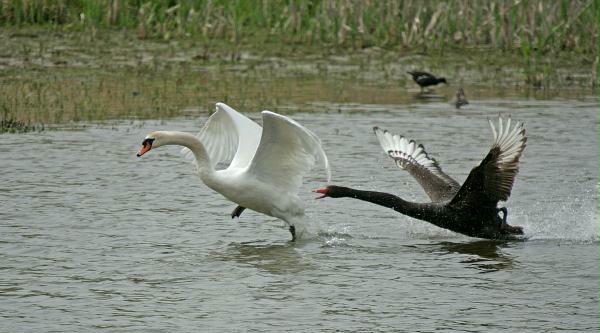 Black Swan vs Mute Swan