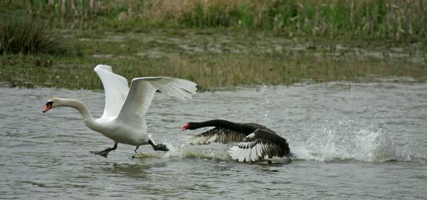 Black Swan vs Mute Swan