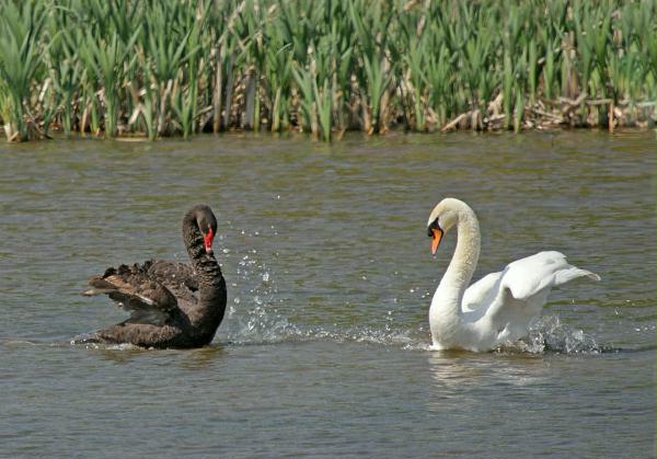 Black Swan vs Mute Swan