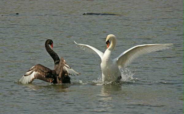 Black Swan vs Mute Swan