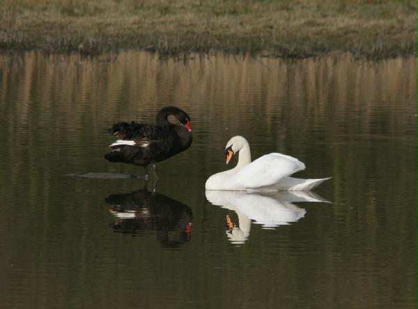 Black Swan vs Mute Swan