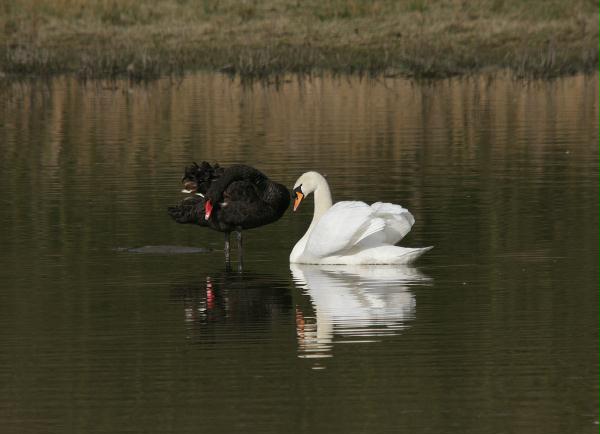 Black Swan vs Mute Swan