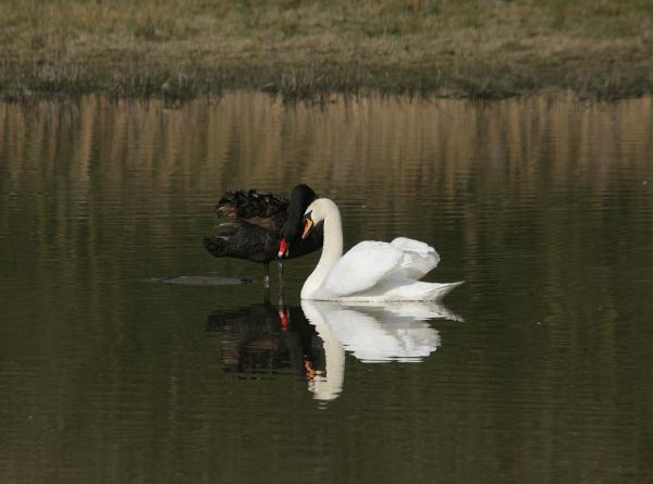 Black Swan vs Mute Swan