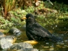 Blackbird