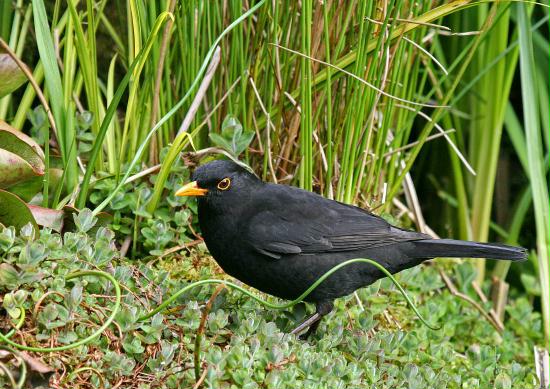 Blackbird <i>Turdus merula</i>