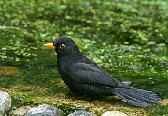 Blackbird <i>Turdus merula</i>