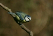 blue_tit-03