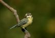 blue_tit-04