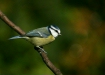 blue_tit-12