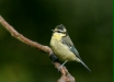 blue_tit-18