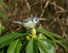 blue_tit-19